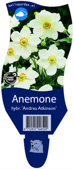 Anemone hybrida &#039;Andrea Atkinson&#039;