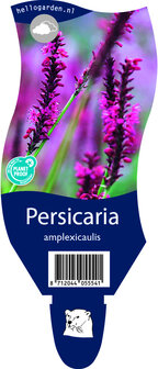 Persicaria amplexicaulis