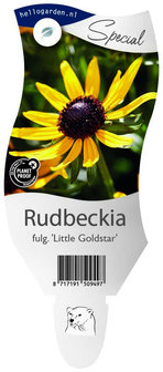 Rudbeckia fulgida &#039;Little Goldstar&#039;