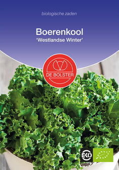 Boerenkool &#039;Westlandse Winter&#039;