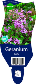 Geranium &#039;Japfu&#039;