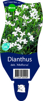 Dianthus deltoides &#039;Albiflorus&#039;