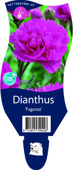 Dianthus &#039;Faganza&#039;