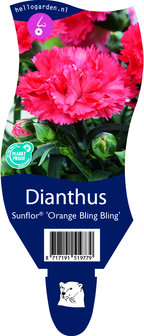 Dianthus &#039;Sunflor Orange Bling Bling&#039;