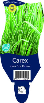 Carex morrowi &#039;Ice Dance&#039;
