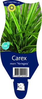 Carex morrowi &#039;Variegata&#039;