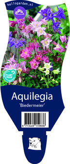 Aquilegia &#039;Biedermeier&#039;