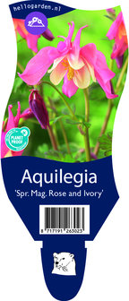 Aquilegia &#039;Spring Magic Rose and Ivory&#039;