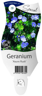 Geranium &#039;Azure Rush&#039;