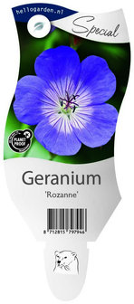 Geranium &quot;Rozanne&quot;