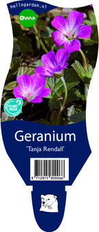 Geranium &#039;Tanja Rendall&#039;