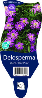 Delosperma aberdeenense &#039;Hot Pink&#039;