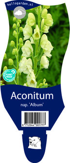 Aconitum napellus &#039;Album&#039;