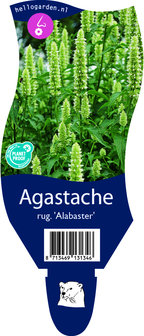 Agastache rugosa &#039;Alabaster&#039;