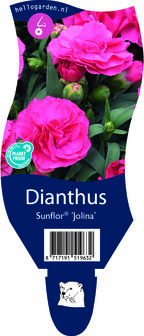 Dianthus &#039;Sunflor Jolina&#039;