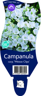 Campanula carpatica &#039;Weisse Clips&#039;