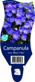Campanula carpatica 'Blaue Clips'