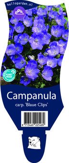 Campanula carpatica &#039;Blaue Clips&#039;