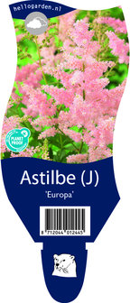 Astilbe japonica &#039;Europa&#039;