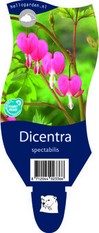 Dicentra spectabilis