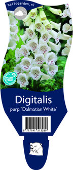 Digitalis purpurea &#039;Dalmatian White&#039;