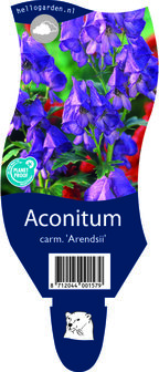 Aconitum carmichaelii &#039;Arendsii&#039;