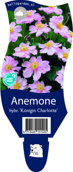 Anemone hybrida &#039;K&ouml;nigin Charlotte&#039;