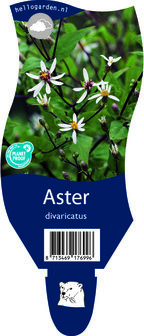 Aster divaricatus