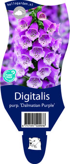 Digitalis purpurea &#039;Dalmatian Purple&#039;