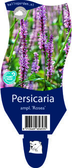 Persicaria amplexicaulis &#039;Rosea&#039;
