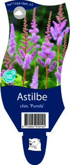 Astilbe chinensis &#039;Pumila&#039;