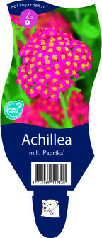 Achillea millefolium &#039;Paprika&#039;