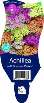Achillea filipendulina &#039;Summer Pastels&#039;
