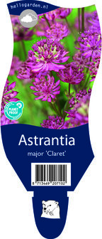 Astrantia major &#039;Claret&#039;