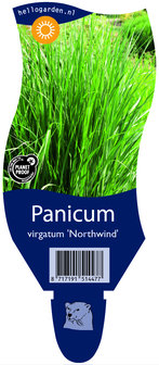 Panicum virgatum &#039;Northwind&#039;