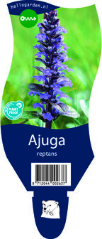 Ajuga Reptans