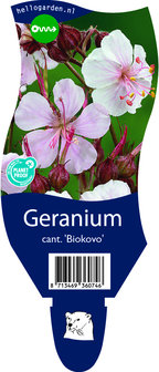 Geranium cantabrigiense &#039;Biokovo&#039;