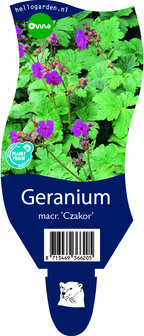 Geranium macrorrhizum &#039;Czakor&#039;