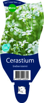 Cerastium biebersteinii