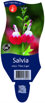 Salvia microphylla &#039;Hot Lips&#039;