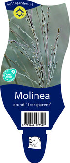Molinia arundinacea &#039;Transparant&#039;