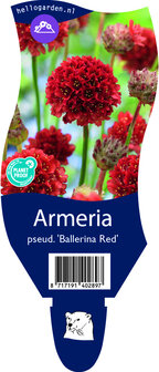 Armeria pseudarmeria &#039;Ballerina Red&#039;