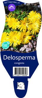 Delosperma congestum