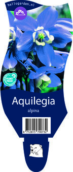 Aquilegia alpina