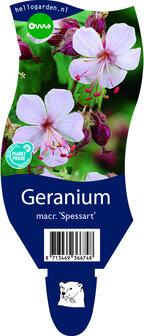 Geranium macrorrhizum &#039;Spessart&#039;