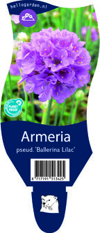 Armeria pseudarmeria &#039;Ballerina Lilac&quot;