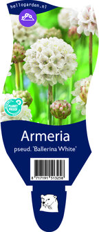 Armeria pseudarmeria &#039;Ballerina White&#039;