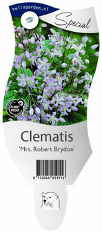 Clematis &#039;Mrs. Robert Brydon&#039;