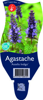 Agastache rugosa &#039;Astello Indigo&#039;