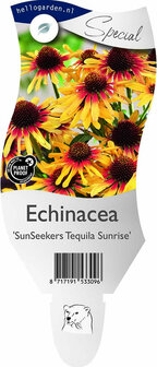 Echinacea Sunseekers Tequila Sunrise